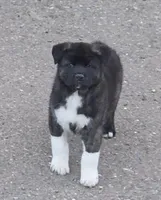 Hercules , a male Akita for sale in San Diego, CA – Photo 2 of 5