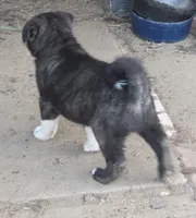 Hercules , a male Akita for sale in San Diego, CA – Photo 4 of 5