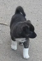 Hercules , a male Akita for sale in San Diego, CA – Photo 3 of 5