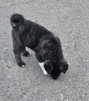 Hercules , a male Akita for sale in San Diego, CA – Photo 5 of 5