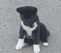 Helen of Troy, a female Akita for sale in El Cajon, CA – Photo 1 of 10