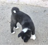 Helen of Troy, a female Akita for sale in El Cajon, CA – Photo 4 of 10