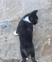 Helen of Troy, a female Akita for sale in El Cajon, CA – Photo 2 of 10