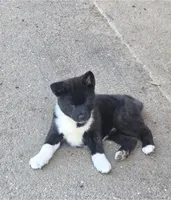 Helen of Troy, a female Akita for sale in El Cajon, CA – Photo 6 of 10