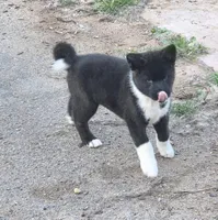 Helen of Troy, a female Akita for sale in El Cajon, CA – Photo 5 of 10
