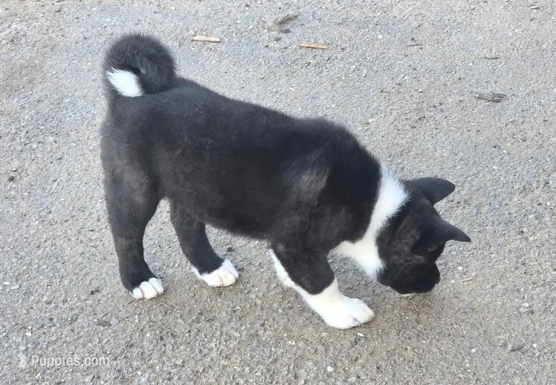 Helen of Troy – Akita puppy for sale in El Cajon, CA
