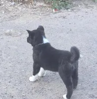 Helen of Troy, a female Akita for sale in El Cajon, CA – Photo 7 of 10