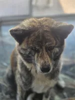 Helen of Troy, a female Akita for sale in El Cajon, CA – Photo 9 of 10