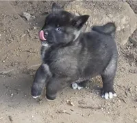 Apollo, a male Akita for sale in El Cajon, CA – Photo 2 of 10