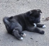 Apollo, a male Akita for sale in El Cajon, CA – Photo 7 of 10