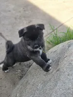 Apollo, a male Akita for sale in El Cajon, CA – Photo 1 of 10