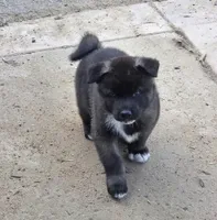 Apollo, a male Akita for sale in El Cajon, CA – Photo 3 of 10
