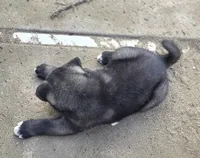Apollo, a male Akita for sale in El Cajon, CA – Photo 6 of 10