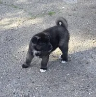 Apollo, a male Akita for sale in El Cajon, CA – Photo 5 of 10