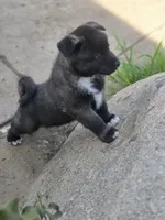 Apollo, a male Akita for sale in El Cajon, CA – Photo 4 of 10