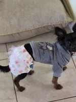 Mable, a female Chihuahua for sale in Sebastian, FL – Photo 3 of 3