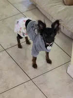 Mable, a female Chihuahua for sale in Sebastian, FL – Photo 2 of 3