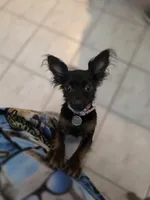 Mable, a female Chihuahua for sale in Sebastian, FL – Photo 1 of 3