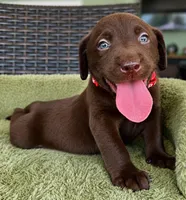 Red, a female Labrador Retriever for sale in Lake Wales, FL – 1 of 1