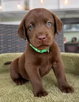 Green , a female Labrador Retriever for sale in Lake Wales, FL – 1 of 1