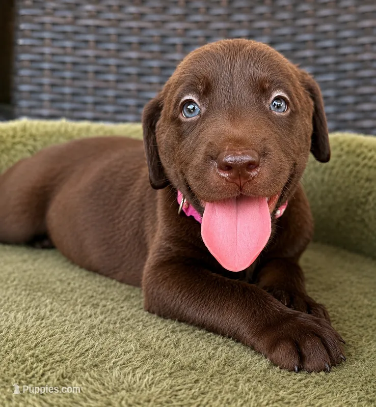 Dark Pink – Labrador Retriever puppy for sale in Lake Wales, FL