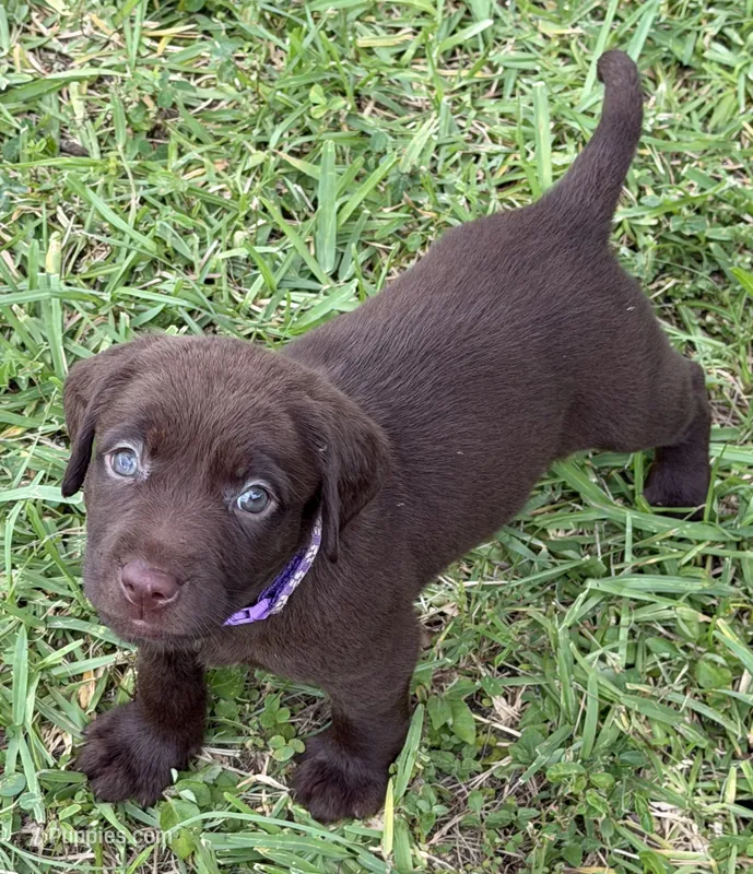 Purple – Labrador Retriever puppy for sale in Lake Wales, FL
