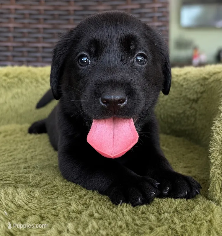 Green – Labrador Retriever puppy for sale in Lake Wales, FL