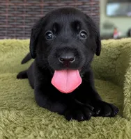 Green, a male Labrador Retriever for sale in Lake Wales, FL – 1 of 1