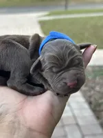 Blue, a male Labrador Retriever for sale in Lake Wales, FL – Photo 2 of 3