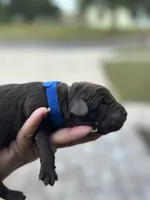 Blue, a male Labrador Retriever for sale in Lake Wales, FL – Photo 1 of 3