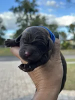 Blue, a male Labrador Retriever for sale in Lake Wales, FL – Photo 3 of 3