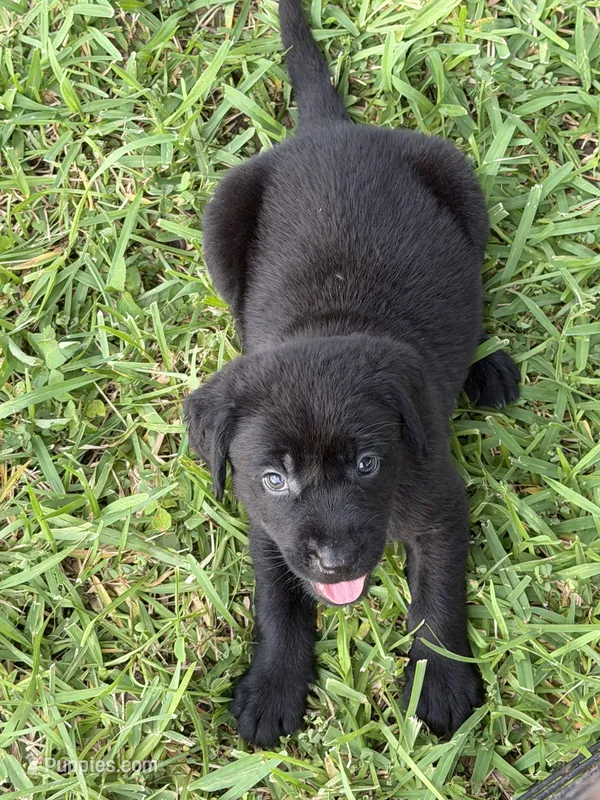 Green – Labrador Retriever puppy for sale in Lake Wales, FL