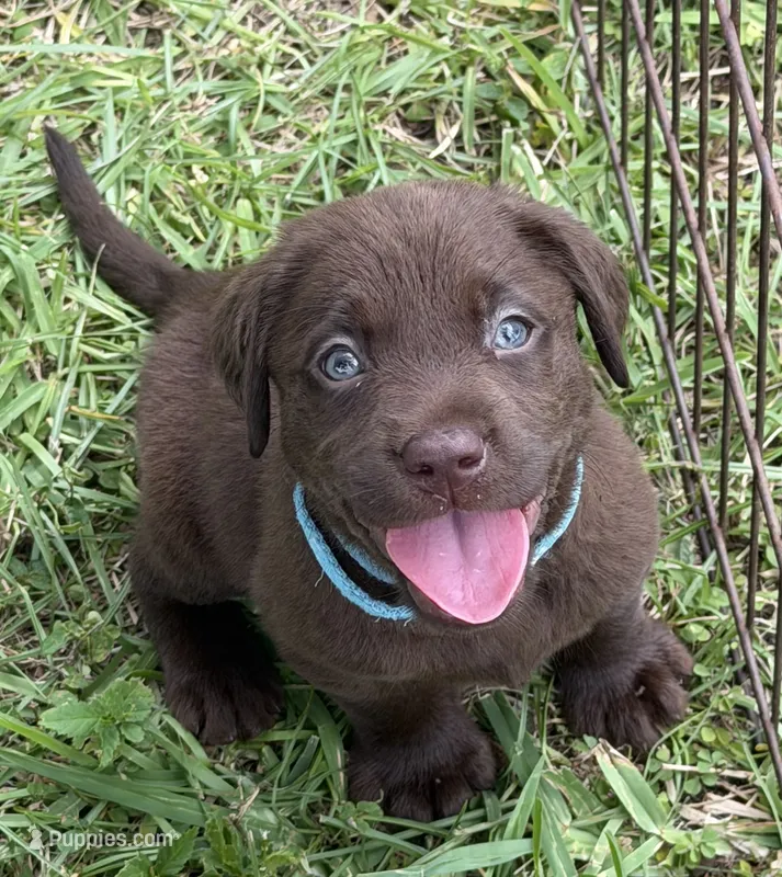 Blue – Labrador Retriever puppy for sale in Lake Wales, FL