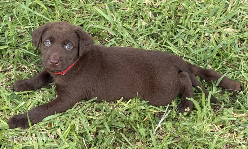 Red – Labrador Retriever puppy for sale in Lake Wales, FL