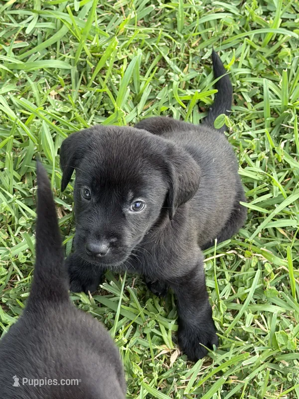 Blue – Labrador Retriever puppy for sale in Lake Wales, FL