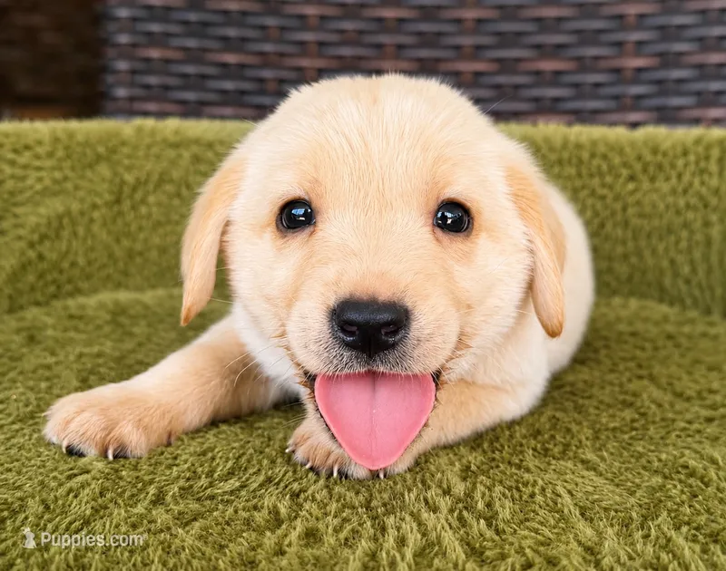 White  – Labrador Retriever puppy for sale in Lake Wales, FL