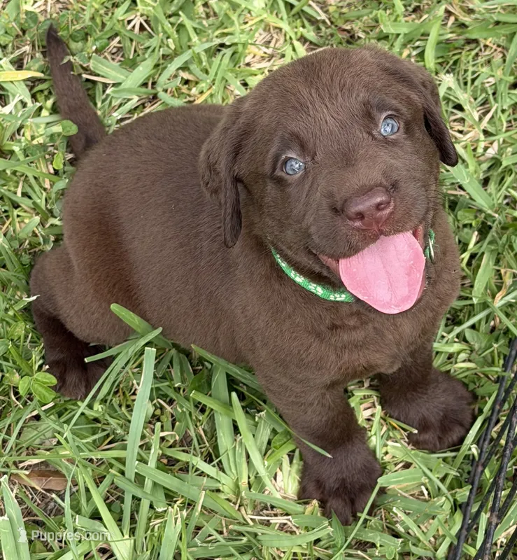 Green  – Labrador Retriever puppy for sale in Lake Wales, FL