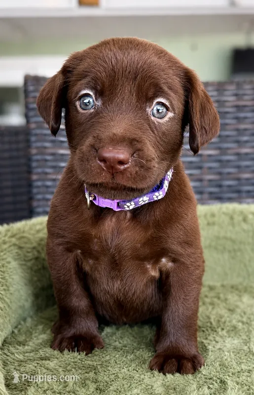 Purple – Labrador Retriever puppy for sale in Lake Wales, FL