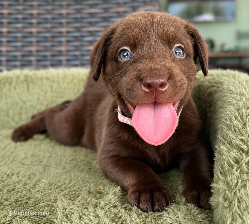 Light Pink – Labrador Retriever puppy for sale in Lake Wales, FL