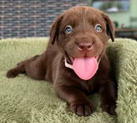 Light Pink, a female Labrador Retriever for sale in Lake Wales, FL – 1 of 1