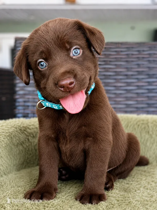 Blue – Labrador Retriever puppy for sale in Lake Wales, FL