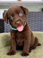 Blue, a female Labrador Retriever for sale in Lake Wales, FL – 1 of 1