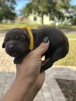 Yellow, a female Labrador Retriever for sale in Lake Wales, FL – Photo 2 of 3