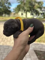 Yellow, a female Labrador Retriever for sale in Lake Wales, FL – Photo 3 of 3