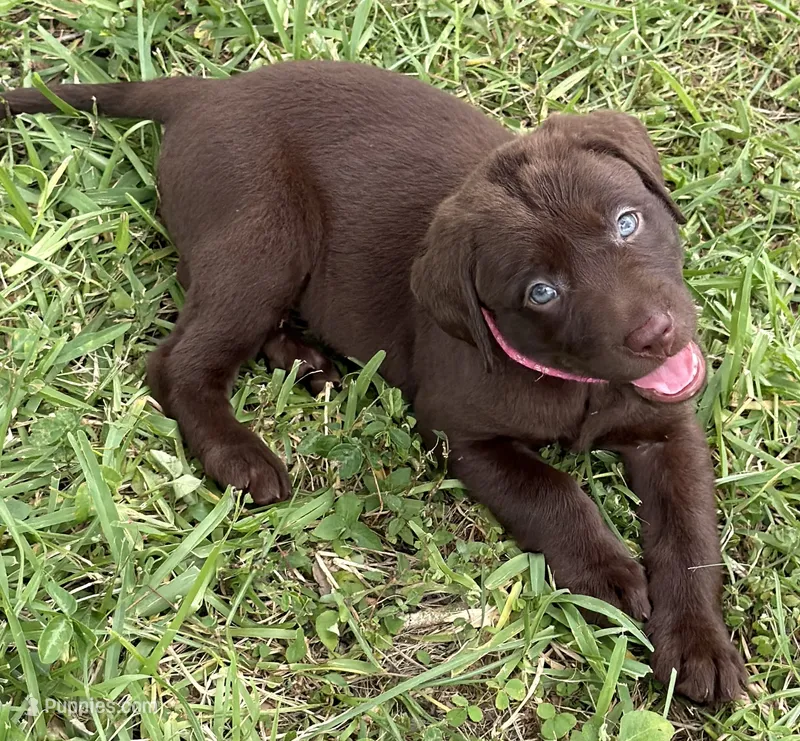 Dark Pink – Labrador Retriever puppy for sale in Lake Wales, FL