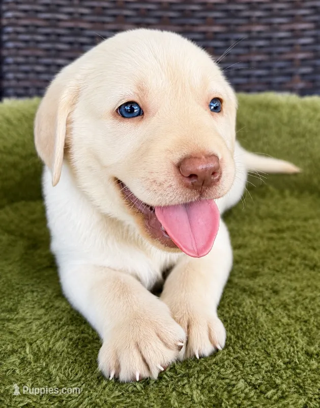 Black – Labrador Retriever puppy for sale in Lake Wales, FL