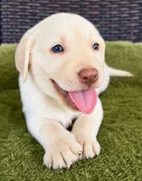 Black, a female Labrador Retriever for sale in Lake Wales, FL – 1 of 1