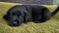 Blue, a male Labrador Retriever for sale in Lake Wales, FL – 1 of 1