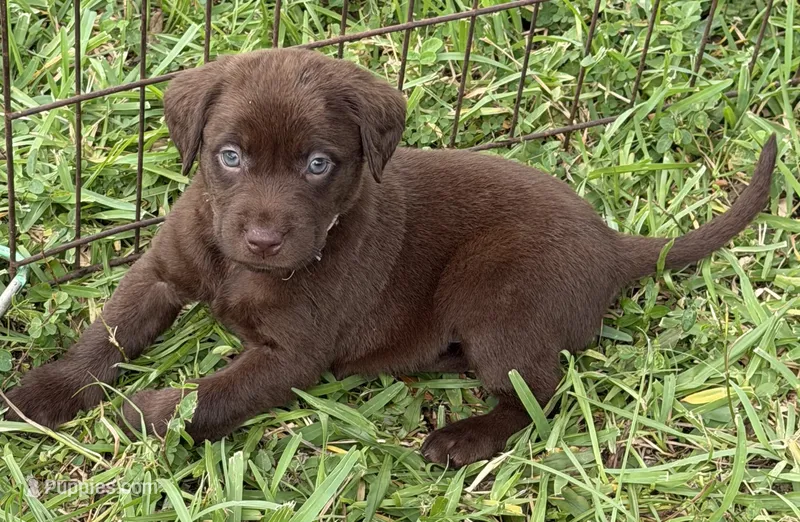 Light Pink – Labrador Retriever puppy for sale in Lake Wales, FL