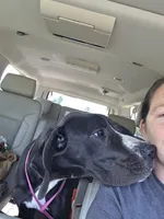 Veronica, a female Great Dane for sale in Mineola, TX – 6 of 6